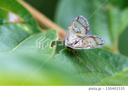 スケバハゴロモ 130401535