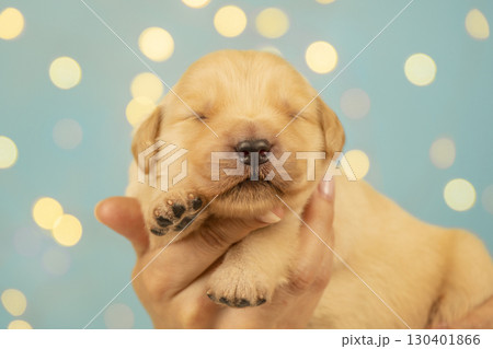 Sweet golden retriever newborn puppy close up, gently held in hands, eyes closed, tiny paw visible, with blue background and bokeh lights. 130401866