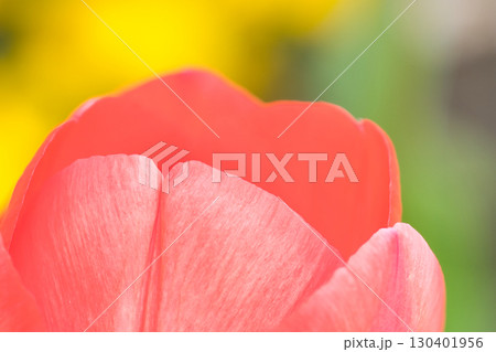 赤いチューリップの花びら 130401956