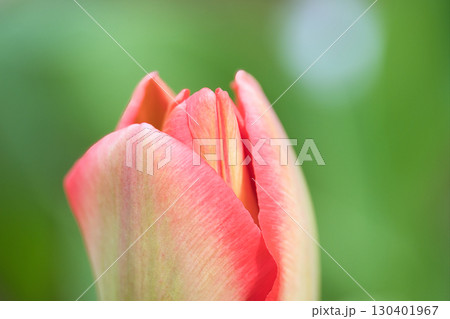 赤いチューリップの蕾 130401967