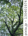 新緑の木々を見上げる 130401974