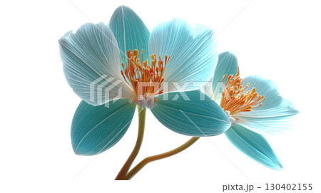Delicate Blossoms with Light Blue Petals and Orange Stamen Against a Soft Black Background 130402155
