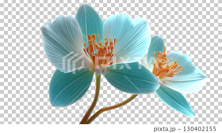Delicate Blossoms with Light Blue Petals and Orange Stamen Against a Soft Black Background 130402155