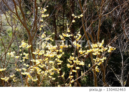 雑木林のロウバイ咲く 【相模原市津久井 2月】 雑木林のロウバイ咲く 【相模原市津久井 2月】 130402463
