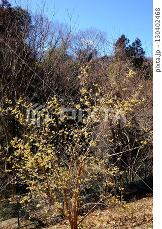 土手に咲くロウバイ 【相模原市津久井 2月】 土手に咲くロウバイ 【相模原市津久井 2月】 130402468