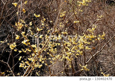 ロウバイ冬の陽光を浴びる　【相模原市津久井　2月】 130402470