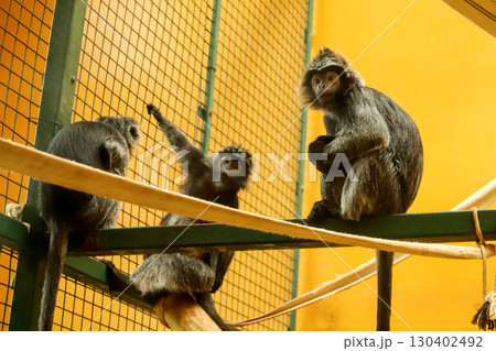 three monkeys in a zoo, with a focus on their playful and a curious nature. three monkeys or chimpanzees in a cage with a yellow background. chimpanzees playful behavior. primate family dynamic three monkeys in a zoo, with a focus on their playful and a curious nature. three monkeys or chimpanzees in a cage with a yellow background. chimpanzees playful behavior. primate family dynamic 130402492