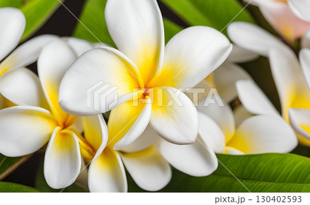 Beautiful white tropical plumeria frangipani flowers, also a medicinal plant with poisonous sap used as a laxative, counteracting stomach aches and bloating. AI Generated Beautiful white tropical plumeria frangipani flowers, also a medicinal plant with poisonous sap used as a laxative, counteracting stomach aches and bloating. AI Generated 130402593