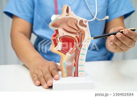 Asian doctor with nasal oral throat cavity neck human anatomy model for study diagnosis and treatment in hospital. Asian doctor with nasal oral throat cavity neck human anatomy model for study diagnosis and treatment in hospital. 130402684
