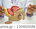 Male reproductive system, Asian doctor holding human anatomy model for study diagnosis and treatment in hospital. 130402688