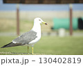 芝生に立つカモメの横姿 130402819