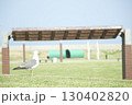 芝生に立つカモメと公園の風景 130402820