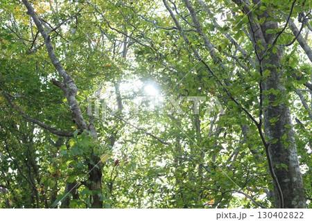 木漏れ日の差す緑の森 130402822
