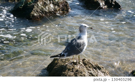 岩礁の岩の上で海を眺めるウミネコ 130403296