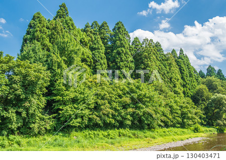 高島市朽木地区を流れる清流北川と針葉樹林　滋賀県 130403471