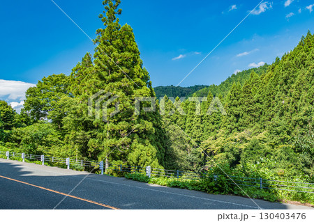 高島市朽木の針葉樹林 滋賀県 高島市朽木の針葉樹林 滋賀県 130403476