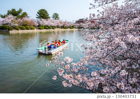 九華公園の桜・桑名城お堀めぐり《三重県 桑名市》 九華公園の桜・桑名城お堀めぐり《三重県 桑名市》 130403731