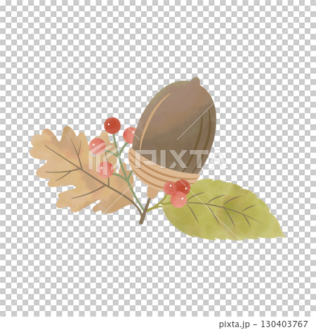 Watercolor illustration of acorns, leaves and red berries (dark brown) 130403767