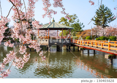 九華公園の桜・枝垂れ桜《三重県 桑名市》 九華公園の桜・枝垂れ桜《三重県 桑名市》 130403828