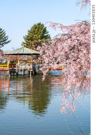 九華公園の桜・枝垂れ桜《三重県 桑名市》 130403835