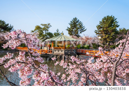 九華公園の桜・枝垂れ桜《三重県 桑名市》 130403838