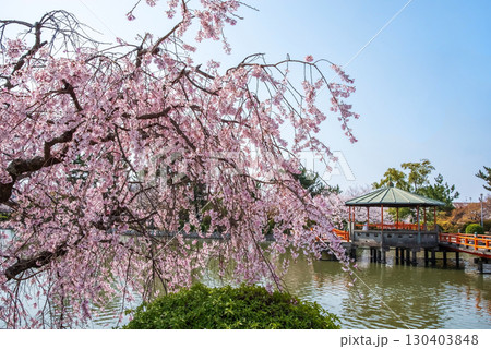 九華公園の桜・枝垂れ桜《三重県 桑名市》 九華公園の桜・枝垂れ桜《三重県 桑名市》 130403848