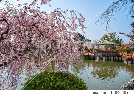 九華公園の桜・枝垂れ桜《三重県 桑名市》 九華公園の桜・枝垂れ桜《三重県 桑名市》 130403850