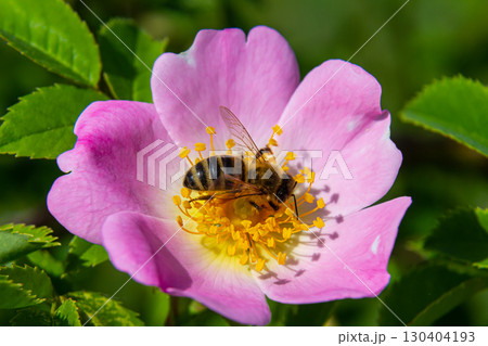 Close-up of a bee pollinating a pink wildflower in a lush green garden during a sunny day Close-up of a bee pollinating a pink wildflower in a lush green garden during a sunny day 130404193
