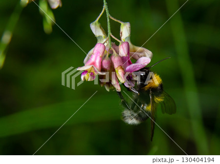 Bumble bee sitting on a thistle flower, closeup. Front view. Genus species Bombus Bumble bee sitting on a thistle flower, closeup. Front view. Genus species Bombus 130404194