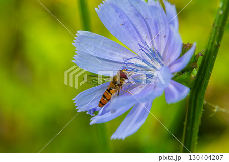 A close-up view of a bee collecting nectar from a delicate blue flower in a vibrant green setting during the early morning hours 130404207