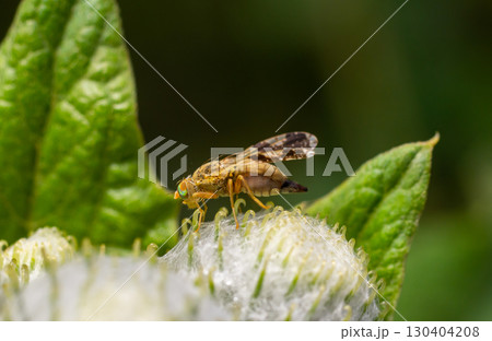 Close view of a golden fly resting on a green leaf while surrounded by soft white plant fibers in a natural setting 130404208
