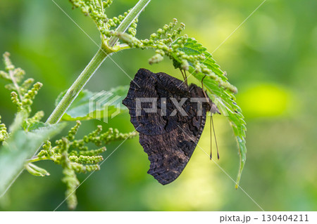 Butterfly resting on a green leaf in a lush garden during a sunny afternoon, showcasing intricate wing patterns and vibrant foliage 130404211