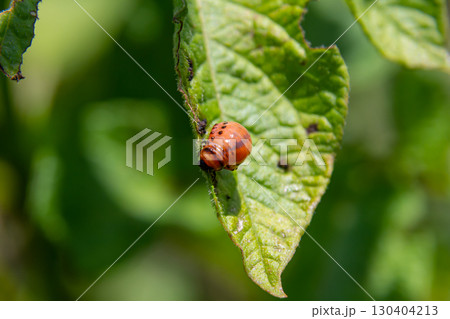 Insect resting on green leaf in the sunlight, showcasing intricate details of nature during a warm afternoon 130404213