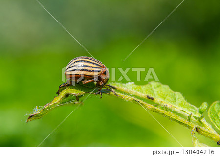 Striped beetle perched on a green leaf in a lush garden during daylight, showcasing intricate detailing and vibrant colors Striped beetle perched on a green leaf in a lush garden during daylight, showcasing intricate detailing and vibrant colors 130404216