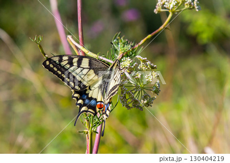 Colorful butterfly perched on delicate flowers in a lush, green meadow during a sunny afternoon 130404219