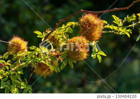 Unique plant growth with spiky yellow-orange clusters on branches under clear sunlight in a vibrant green environment 130404220