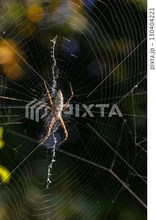 Intricate spider weaving a delicate web in a garden during golden hour light 130404221