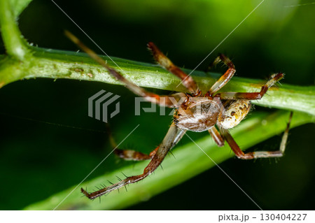 Spider exploring a green branch in a lush environment during daytime in a natural habitat Spider exploring a green branch in a lush environment during daytime in a natural habitat 130404227