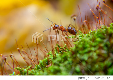 Ants exploring a vibrant green moss patch in a forest during a sunny day in early autumn 130404232