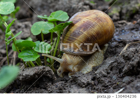 Snail exploring new plants in a damp earthy garden during a spring afternoon 130404236