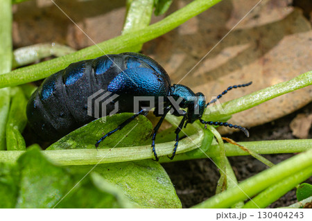 Violet oil beetle Meloe proscarabaeus foraging on green foliage in a natural habitat during springtime 130404243
