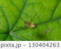 Intricate web weaving of an Araneidae sp. Orb-weaver Spider on lush green foliage in a vibrant forest setting during daylight hours 130404263