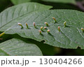 Eriophyes sp. induces erineum gall on leaf showcasing unique growth patterns and ecological interactions in the natural environment 130404266