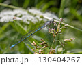 Azure damselfly perched on grass in a lush green environment during bright daylight showcasing delicate features and vibrant colors 130404267