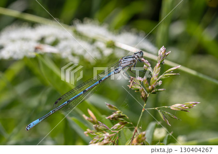 Azure damselfly perched on grass in a lush green environment during bright daylight showcasing delicate features and vibrant colors 130404267