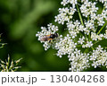Drone fly Eristalis tenax feeding on white flowers in a lush green environment during a sunny afternoon 130404268
