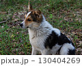 Dog resting in a lush green forest with delicate sunlight filtering through the trees in the early morning 130404269