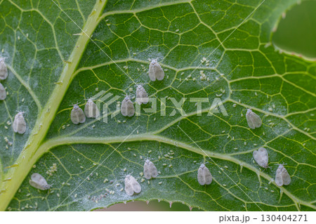Close-up view of Aleyrodidae sp. whitefly on a leaf highlighting pest infestation impact on plant health and growth 130404271