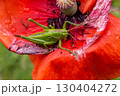 Great Green Bush-cricket resting on vibrant poppy flower in summertime garden setting 130404272