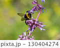 Buff-tailed bumblebee on vibrant salvia flowers enjoying a sunny day in a lush garden 130404274